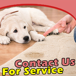 Contact Carpet Cleaning Services in California